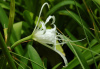spa devin, Hymenocallis / Исмена е известна още и като мембранно цвете, перуански нарцис, нилска лилия и др. Това се обуславя от устройството на цветовете й. Тичинките са съединени между себе си с мембрана, която образува второ венче или своеобразна корона.