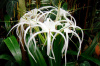 spa devin, Hymenocallis / Исмена е известна още и като мембранно цвете, перуански нарцис, нилска лилия и др. Това се обуславя от устройството на цветовете й. Тичинките са съединени между себе си с мембрана, която образува второ венче или своеобразна корона.