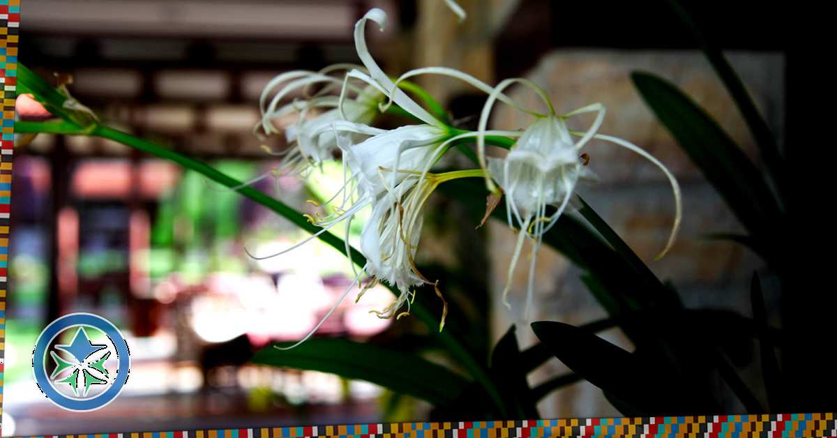 Hymenocallis